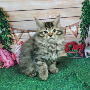 サイベリアン【大阪府・男の子・2025年8月29日・ブラウンマッカレルタビー】の写真「少しシャイなイケメン君」