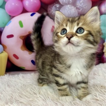 サイベリアン【大阪府・男の子・2025年4月14日・ブラウンマッカレルタビー&ホワイト】の写真「イケメンくん👑」