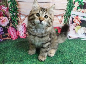 サイベリアン【大阪府・女の子・2025年3月14日・ブラウンマッカレルタビー】の写真「ママの愛情たっぷりに育った一人娘です」