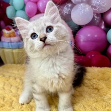 サイベリアン【大阪府・男の子・2025年3月18日・ブルーリンクスポイント&ホワイト】の写真「イケメンくん👑」