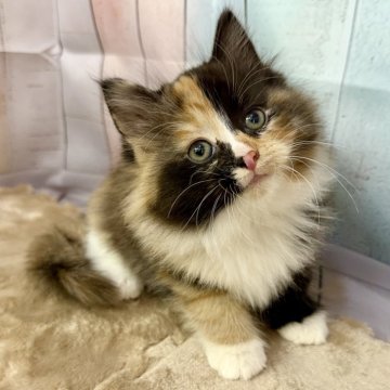 サイベリアン【大阪府・女の子・2025年9月14日・ブラウンパッチドタビー&ホワイト】の写真「可愛い❣️」