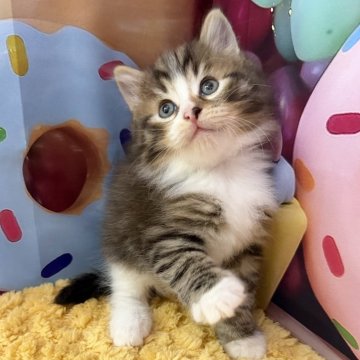 サイベリアン【大阪府・男の子・2025年9月14日・ブラウンマッカレルタビー&ホワイト】の写真「イケメンくん👑」