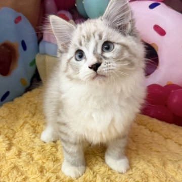 サイベリアン【大阪府・男の子・2025年8月9日・ブルーリンクスポイント&ホワイト】の写真「甘えん坊さん❣️」