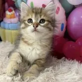 サイベリアン