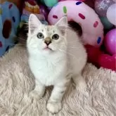 サイベリアン