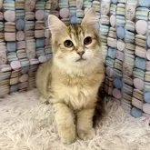 サイベリアン