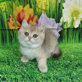 ブリティッシュショートヘア