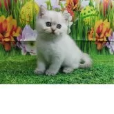 ブリティッシュショートヘア