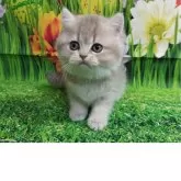 ブリティッシュショートヘア