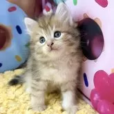 サイベリアン