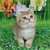 ブリティッシュショートヘア