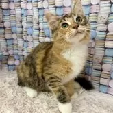 サイベリアン