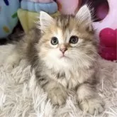 サイベリアン