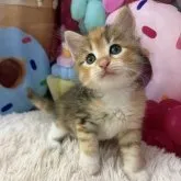 サイベリアン