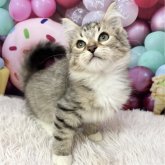 サイベリアン