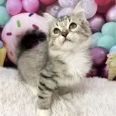 サイベリアン
