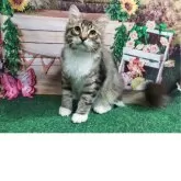 サイベリアン
