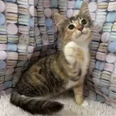 サイベリアン