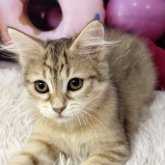 サイベリアン