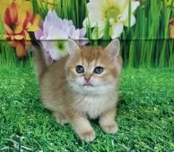 ブリティッシュショートヘア【大阪府・女の子・2025年9月25日・ブラックゴールデンシェーデッド】の写真2