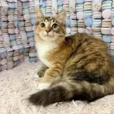 サイベリアン【大阪府・女の子・2025年5月13日・ブラウンパッチドタビー&ホワイト】の写真2