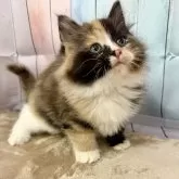 サイベリアン【大阪府・女の子・2025年9月14日・ブラウンパッチドタビー&ホワイト】の写真2