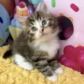 サイベリアン【大阪府・男の子・2025年9月14日・ブラウンマッカレルタビー&ホワイト】の写真2