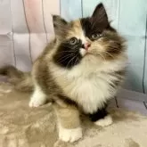 サイベリアン【大阪府・女の子・2025年9月14日・ブラウンパッチドタビー&ホワイト】の写真3