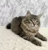 サイベリアン【大阪府・男の子・2024年9月14日・ブラウンマッカレルタビー】の写真3