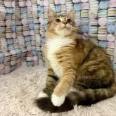 サイベリアン【大阪府・女の子・2025年5月13日・ブラウンパッチドタビー&ホワイト】の写真3