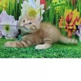 サイベリアン【大阪府・男の子・2025年3月20日・レッドマッカレルタビー】の写真3