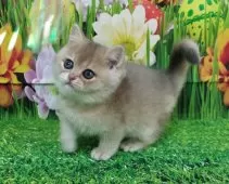 ブリティッシュショートヘア【大阪府・男の子・2025年9月25日・ブルーゴールデンシェーデッド】の写真3