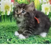 サイベリアン【大阪府・男の子・2025年3月12日・ブラウンクラシックタビー&ホワイト】の写真4