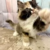 サイベリアン【大阪府・女の子・2025年9月14日・ブラウンパッチドタビー&ホワイト】の写真4