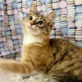 サイベリアン【大阪府・女の子・2025年5月13日・ブラウンパッチドタビー&ホワイト】の写真5