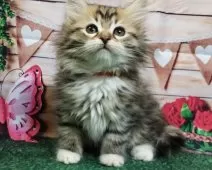 サイベリアン【大阪府・女の子・2024年11月6日・ブラウンマッカレルタビー&ホワイト】の写真5