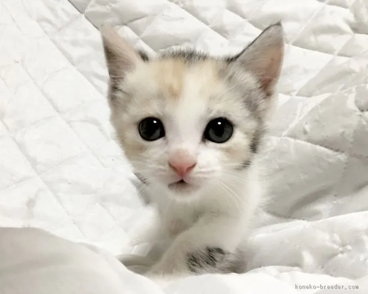 さく 様のお迎えした子猫