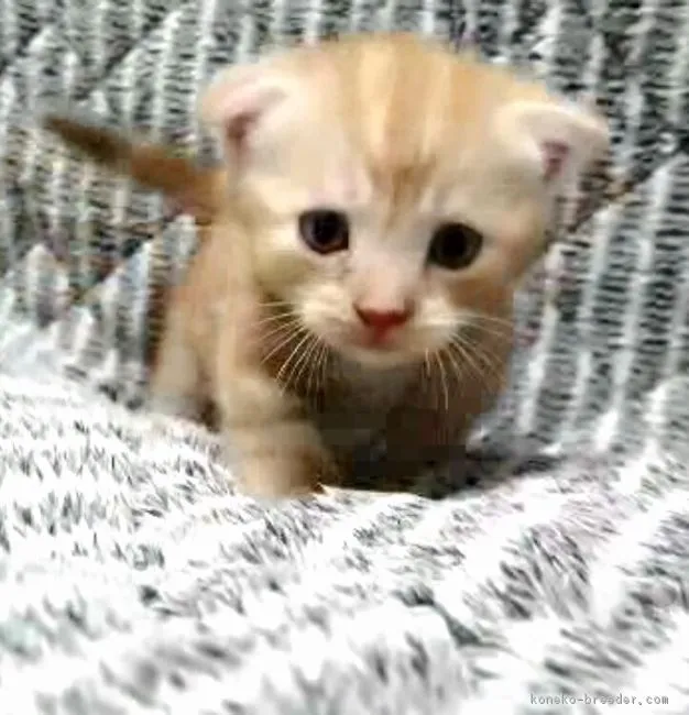 ID：1608-00617の子猫