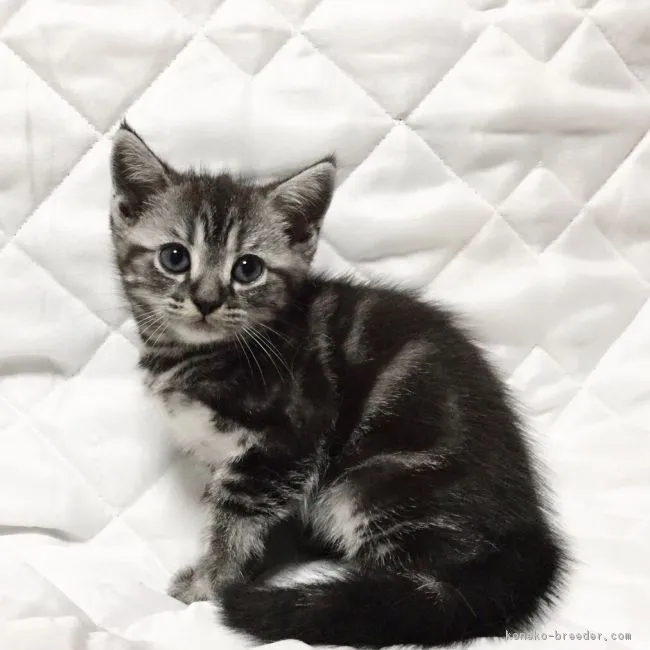 ID:1707-00332の子猫