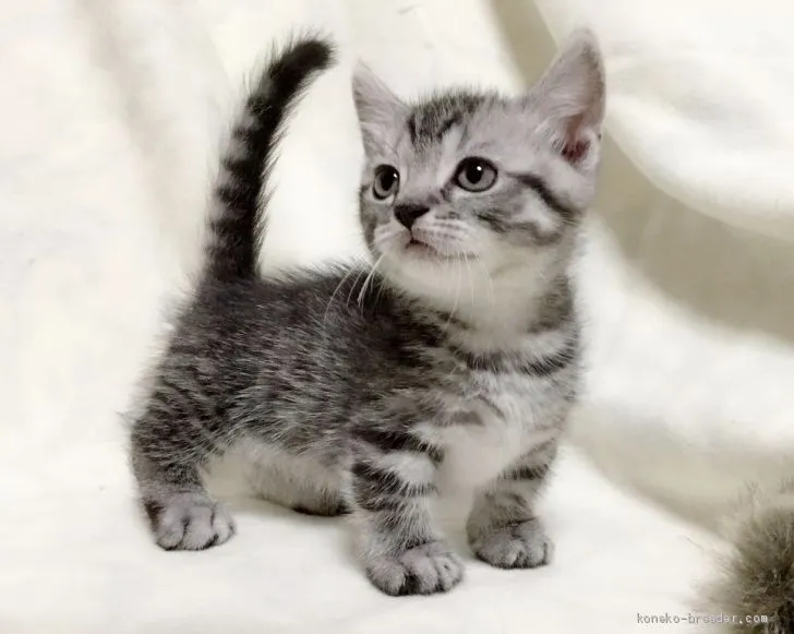 ID：1906-01442の子猫