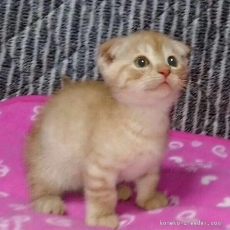 ID：1609-00463の子猫