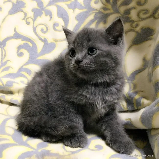 ID：2004-00292の子猫