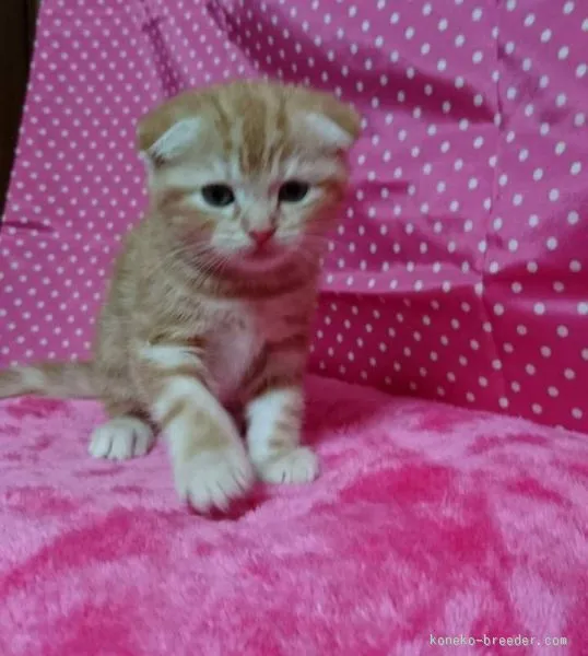 みー 様のお迎えした子猫