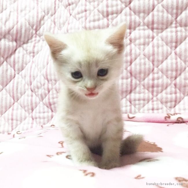 ID:1701-00262の子猫