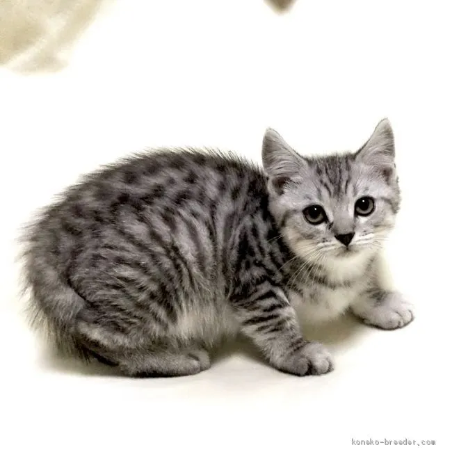 ID：1911-01160の子猫