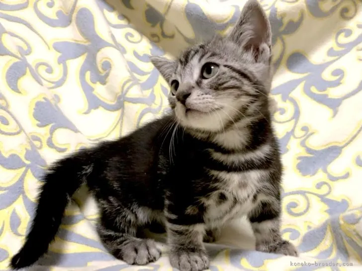 ID:2202-00904の子猫