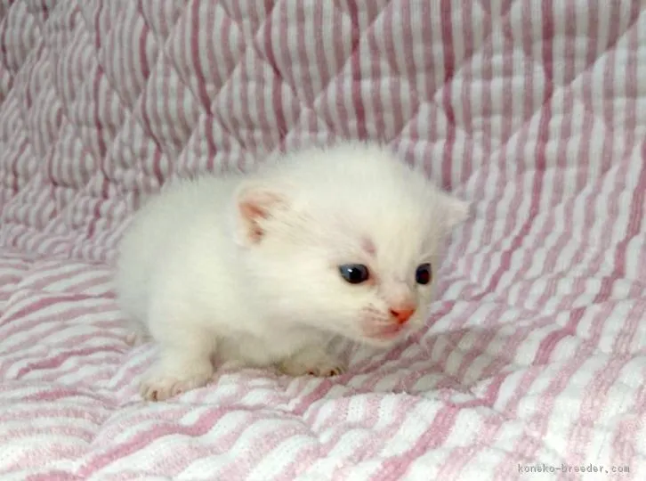 ID：1608-00616の子猫
