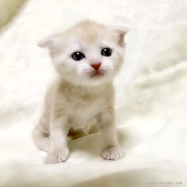 ID：1806-01265の子猫