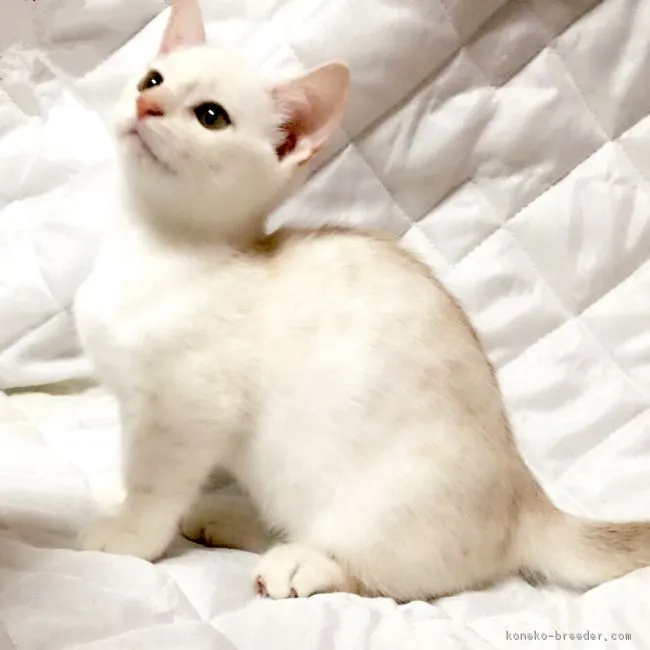 ID：1707-00334の子猫