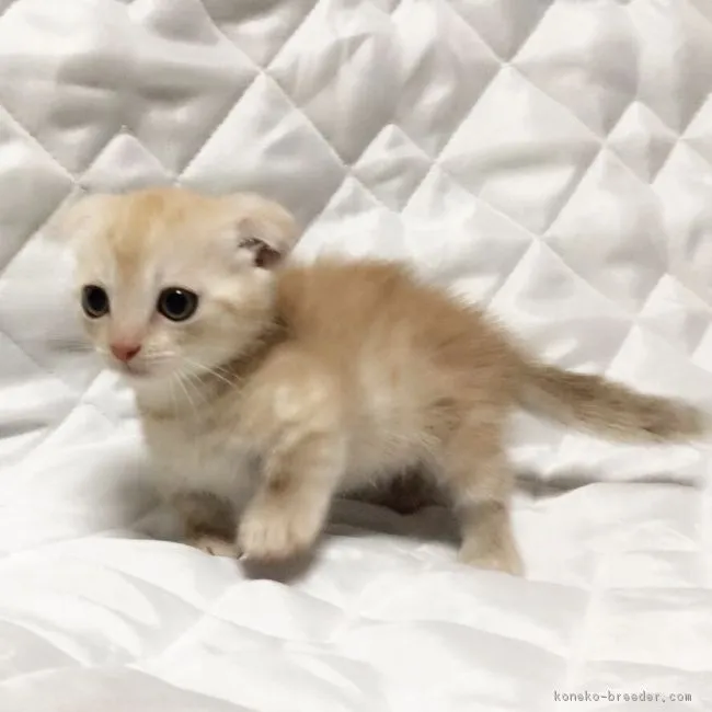 ID：1706-00352の子猫